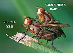 Image result for Your as Cute as a Bug Meme