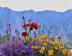 Image result for Wildflower Cases XR