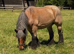 Image result for Wild Horses Foal