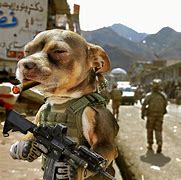 Image result for Funny Army Animal
