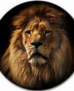 Image result for Lion iPhone Pro Cases