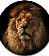 Image result for 3D Lion Wallpaper for PC