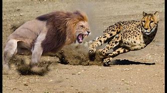 Image result for Lion and Cheetah
