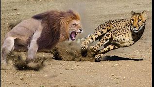 Image result for Cheetah Cross Lion