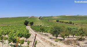 Image result for Montagna+Syrah+ 27The+Triangle 27+Estate