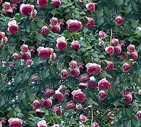 Image result for Rose Hedge Texture