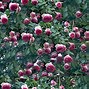 Image result for Rose Hedge Texture