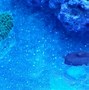 Image result for 360 GoPro Coral