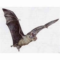 Image result for Leaf-Nosed Bat