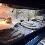 Image result for Bearded Dragon Accessories for Tank