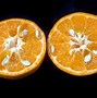 Image result for Madarian Orange Sizes