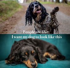 Image result for Funny Dog Grooming Memes
