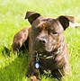 Image result for Staffordshire Bull Terrier Male