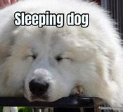 Image result for Sleeping Dawg Meme