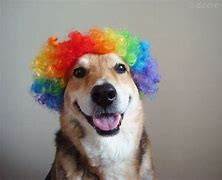 Image result for Dog with Rainbow