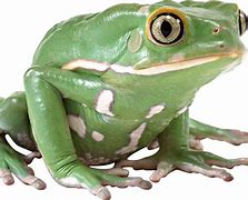 Image result for Frog Wit White Background