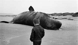 Image result for Exploding Beached Whale
