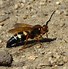 Image result for cicada killers
