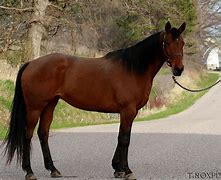 Image result for Texas Quarter Horse