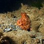 Image result for Giant Pacific Octopus Icon