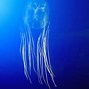 Image result for 10 Most Deadly Jellyfish