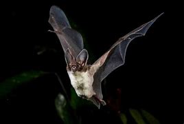 Image result for Amazon Rainforest Bats