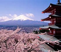 Image result for International Christian University Japan Cherry Blossoms