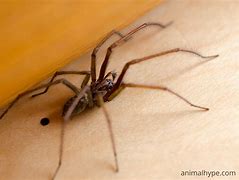 Image result for Wolf Spider Droppings