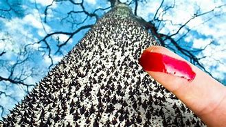 Image result for Most Dangerous Tree