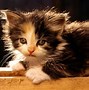 Image result for Baby Animals Wallpaper For