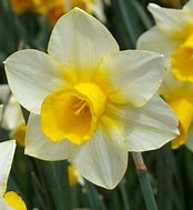 Bildergebnis für Narcissus Arkle