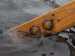 Image result for Greenland Kayak Paddle