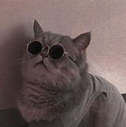 Image result for Swag Cat