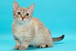 Image result for Japanese Munchkin Cat