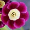Image result for Primula auricula Rosalie Edwards
