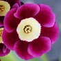 Image result for Primula auricula Sugar Plum Fairy