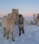 Image result for Yakutian Horse