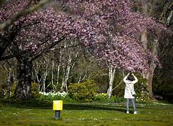 Image result for UK Trees with Pink Blossom