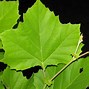 Image result for British Sycamore Tree
