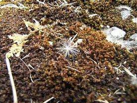 Image result for Leaf of a Moss with Hair