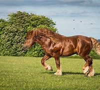 Image result for English Horses