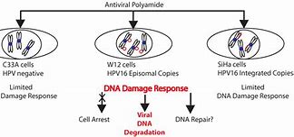 Image result for The Human Papillomavirus HPV Causes