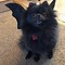 Image result for Bat Dog