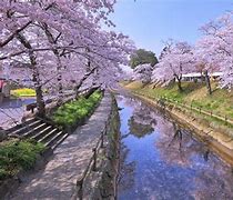 Image result for Spring in Tokyo