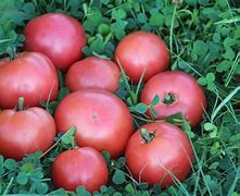 Image result for Tomato