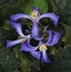 Image result for China Purple Clematis