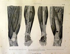 Image result for Ancient Human Muscle
