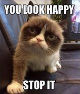 Image result for Funny Mean Cat Memes