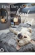 Image result for Dog in Bed Meme