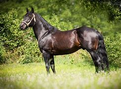 Image result for Criollo Horse